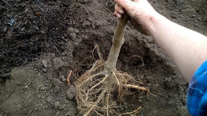 Instruções para jardineiros iniciantes: como plantar corretamente uma macieira no outono