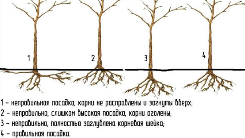 Instruções para jardineiros iniciantes: como plantar corretamente uma macieira no outono