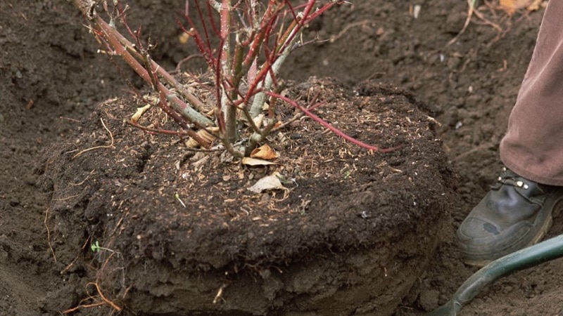 Kako pravilno presaditi viburnum jeseni