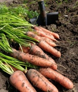 Cómo determinar el mejor momento para cosechar zanahorias en la región de Moscú