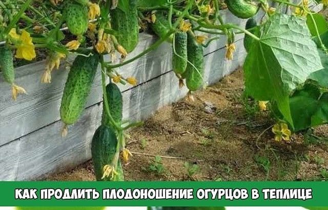 How to prolong the fruiting of cucumbers in a greenhouse: effective life hacks from experienced summer residents