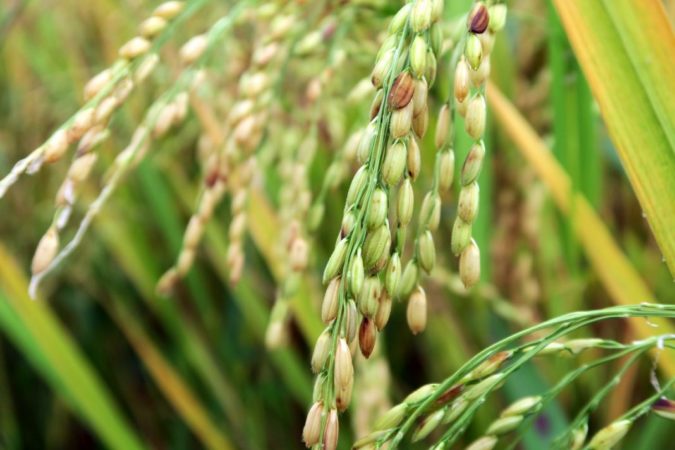 Tudo sobre arroz: o que é o arroz e como apareceu, curiosidades sobre uma planta de países distantes