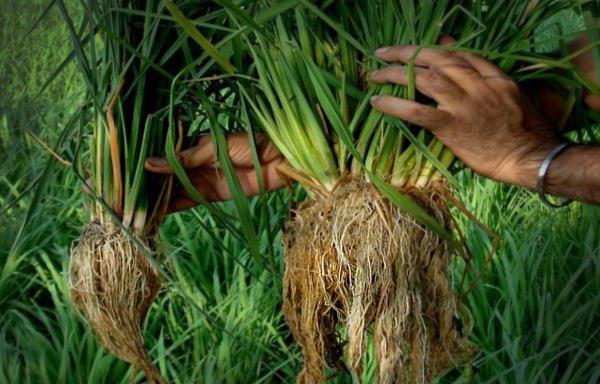 Tot sobre l'arròs: què és l'arròs i com va aparèixer, dades interessants sobre una planta de països llunyans