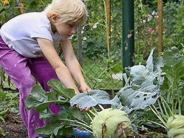 Kailan mag-aani ng kohlrabi repolyo at mga kama