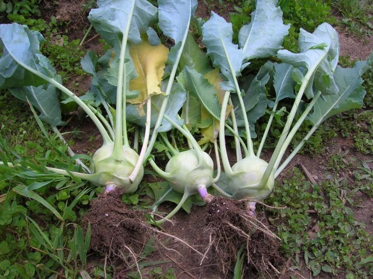 เมื่อเก็บเกี่ยวกะหล่ำปลี kohlrabi และเตียง