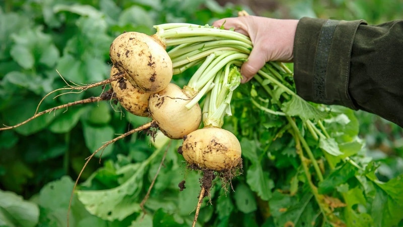 Guia do agricultor para iniciantes: quando cavar nabos e como armazená-los adequadamente