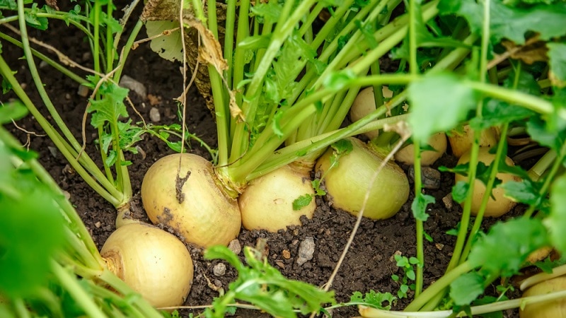 Guia do agricultor para iniciantes: quando cavar nabos e como armazená-los adequadamente