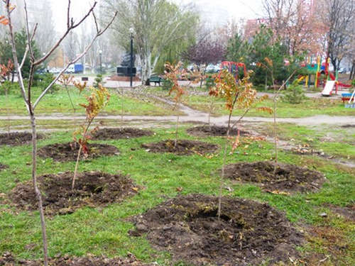 Πώς και πότε μπορείτε να μεταμοσχεύσετε ένα κάστανο: οδηγίες