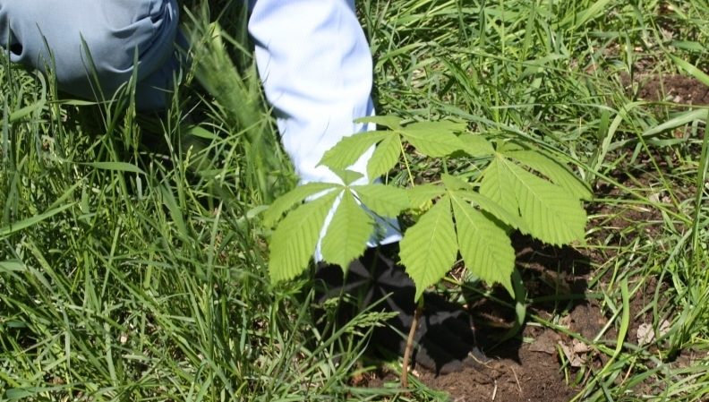 How and when you can transplant a chestnut: instructions