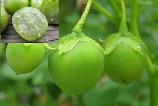 ¿Las patatas tienen frutos y cómo se llaman?