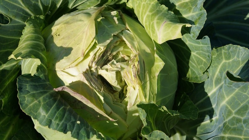 Why does white cabbage crack?