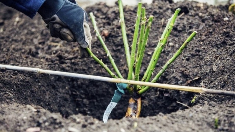 Plantera rosor på hösten: i detalj och steg för steg