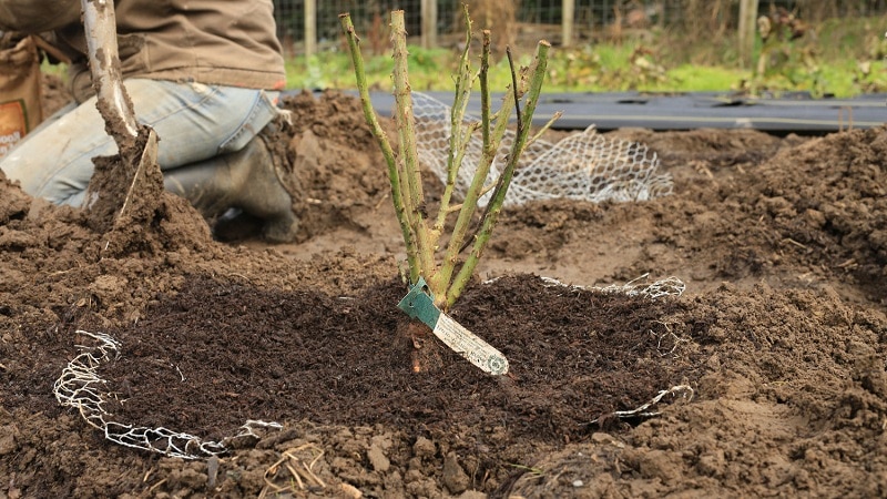 Plantera rosor på hösten: i detalj och steg för steg