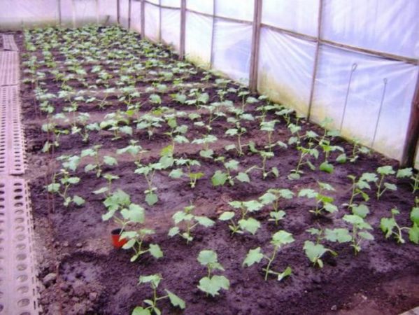 How to prolong the fruiting of cucumbers in a greenhouse: effective life hacks from experienced summer residents