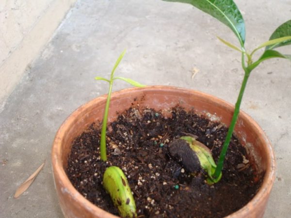 Pagpili ng lupa para sa mangga sa bahay