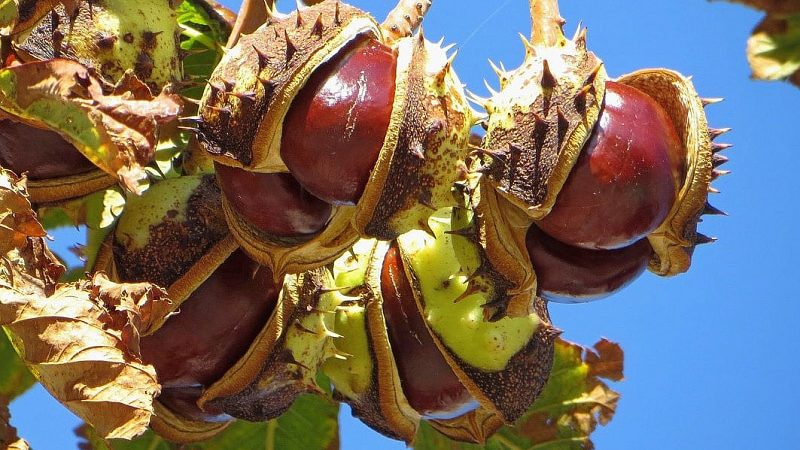 How and when you can transplant a chestnut: instructions