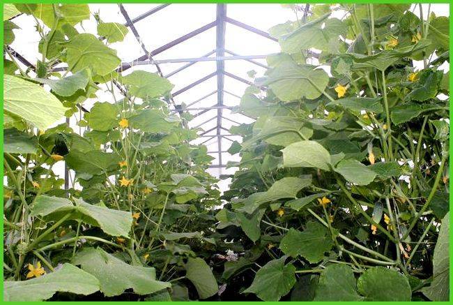 How to prolong the fruiting of cucumbers in a greenhouse: effective life hacks from experienced summer residents