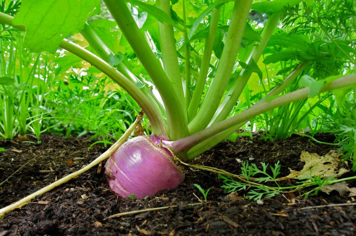 What is turnip, what does it look like, how does it grow and how to eat it correctly?