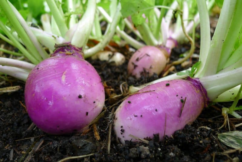 What is turnip, what does it look like, how does it grow and how to eat it correctly?