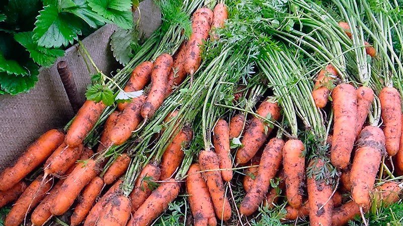 Kako odrediti najbolje vrijeme za žetvu mrkve u moskovskoj regiji