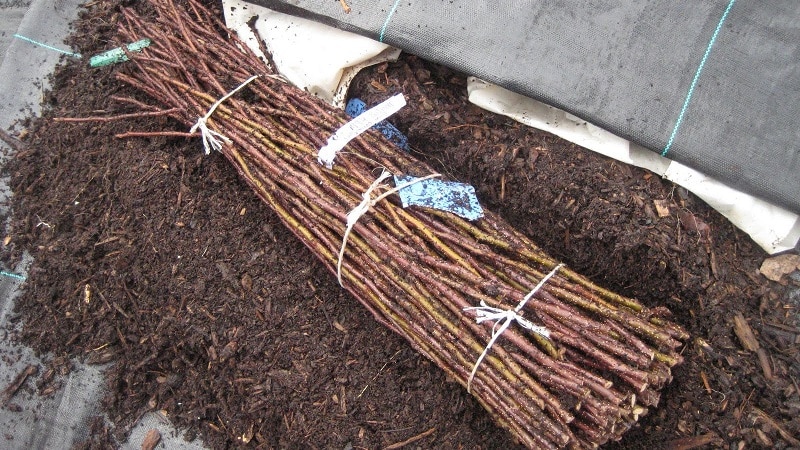 Cosechar esquejes de uva en otoño y almacenar hasta primavera.