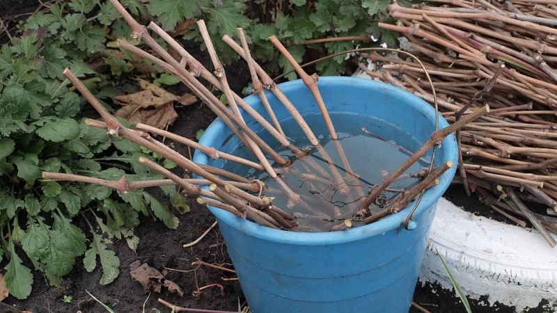 Colheita de mudas de uva no outono e armazenamento até a primavera