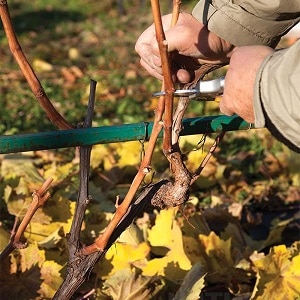 Colheita de mudas de uva no outono e armazenamento até a primavera