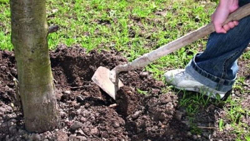 Elma ağaçlarının sonbaharda doğru beslenmesi: tüm yollar