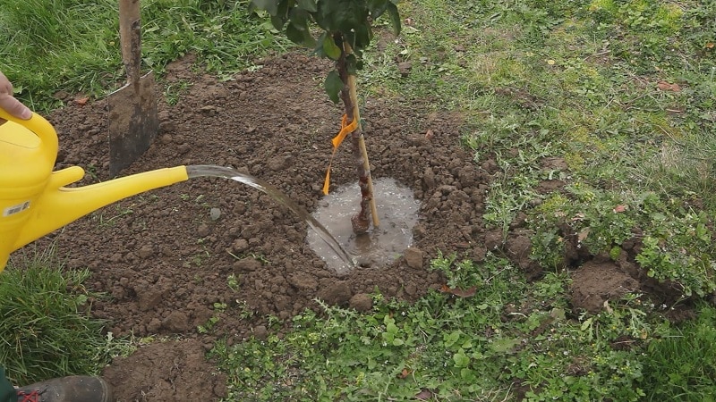 Appelbomen correct voeren in de herfst: alle manieren