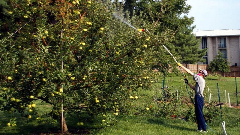 Nutrire correttamente i meli in autunno: in tutti i modi