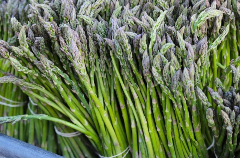 Features of the use of asparagus officinalis