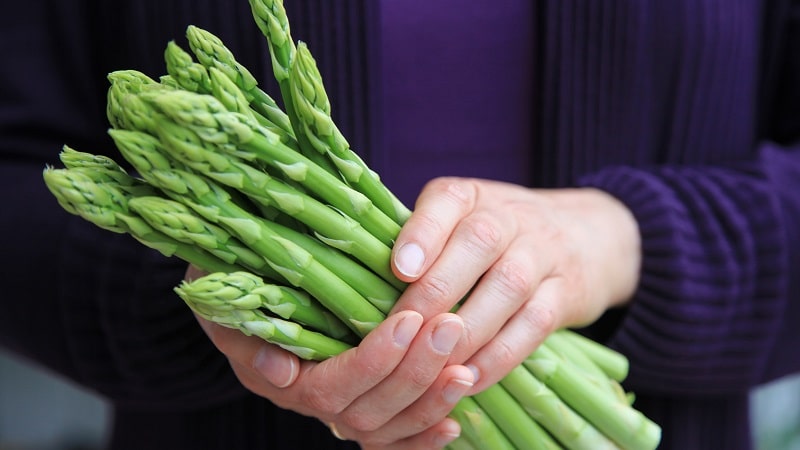 How is asparagus beneficial for a woman’s body and how to use it correctly