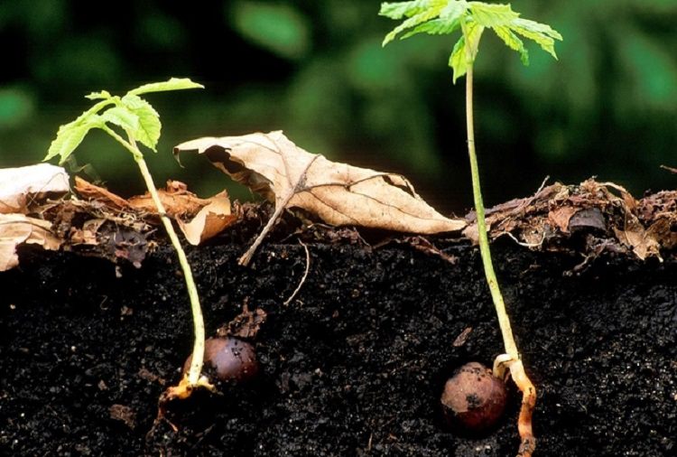 Cómo cultivar castañas a partir de nueces en casa.