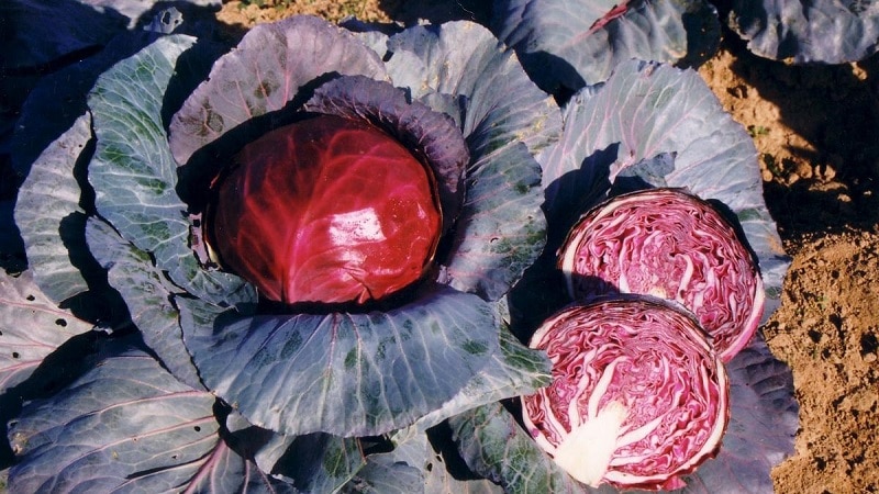 Rotkohl: Beschreibung und Anbaumerkmale