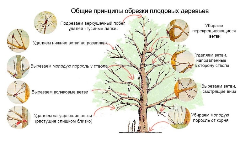 Zeitpunkt, Anleitung und Diagramme zum Beschneiden eines Apfelbaums im Herbst für Anfänger