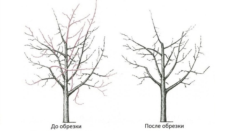 Laiks, instrukcijas un diagrammas ābeles atzarošanai rudenī iesācējiem