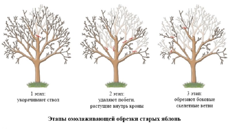 Laiks, instrukcijas un diagrammas ābeles atzarošanai rudenī iesācējiem