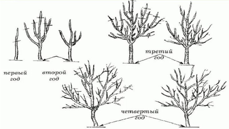 Laiks, instrukcijas un diagrammas ābeles atzarošanai rudenī iesācējiem