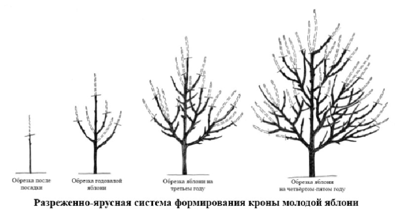 Laiks, instrukcijas un diagrammas ābeles atzarošanai rudenī iesācējiem