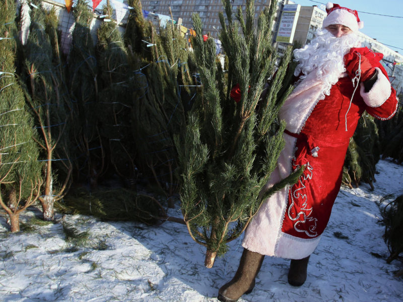 Hvilket juletre er bedre - kunstig eller levende?