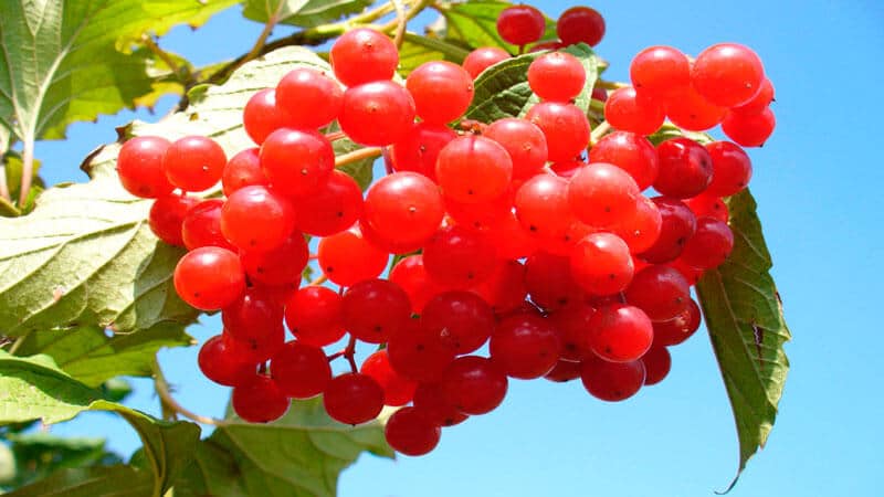 A viburnum hasznos tulajdonságai és ellenjavallatai nők számára