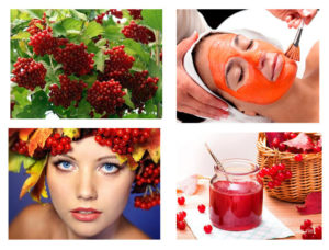 Useful properties and contraindications of viburnum for women