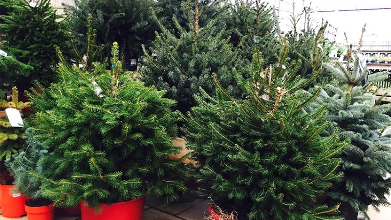 Sapin de Noël vivant en pot pour le nouvel an