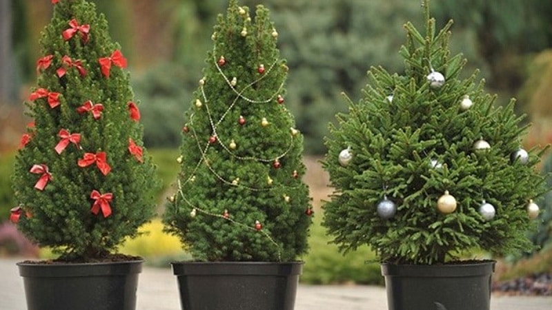 Sapin de Noël vivant en pot pour le nouvel an