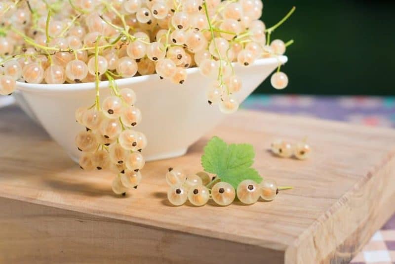 Currants terbaik untuk Siberia: jenis teratas