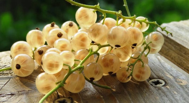 Useful properties and contraindications of white currants for women