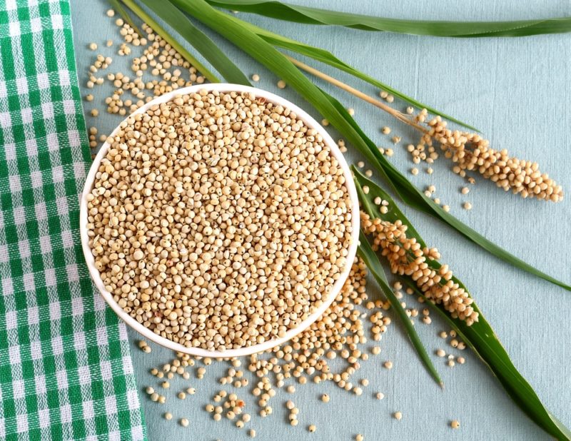 Uso del sorgo como alimento para aves y ganado.