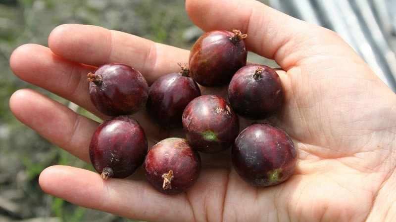 Isang hindi mapagpanggap na walang tinik na gooseberry variety Consul na may mahusay na lasa at malakas na kaligtasan sa sakit