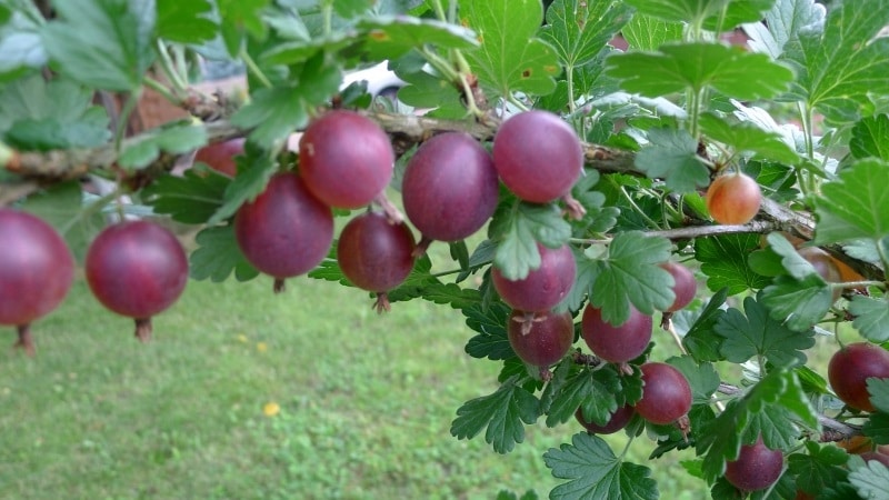 Isang hindi mapagpanggap na walang tinik na gooseberry variety Consul na may mahusay na lasa at malakas na kaligtasan sa sakit