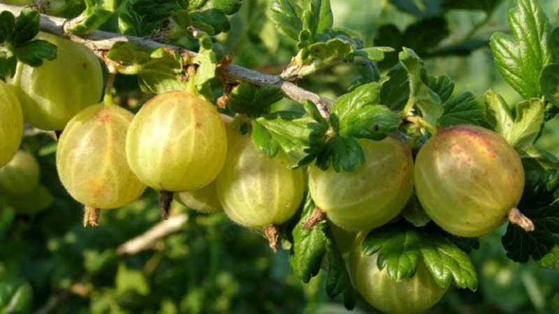 descripció de primavera de grosella